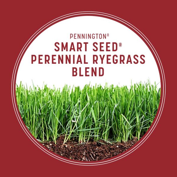 Pennington Smart Seed Perennial Ryegrass Sun or Shade Grass Seed and Fertilizer 3 lb Supply