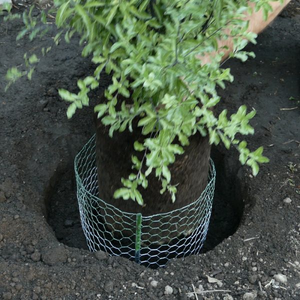 Digger s Root Guard 13.5 in. H X 13 in. W X 0.3 in. D Silver Coated Wire Gopher Wire Basket on Sale